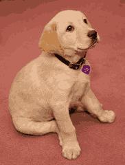 A 16-colour puppy